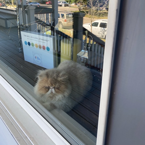 Meet your Posher, Posh - Picture 3 of 3